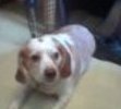 Noble, the best lemon and white beagle I ever knew!
