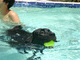 Jack fetching a ball in the pool, 2009