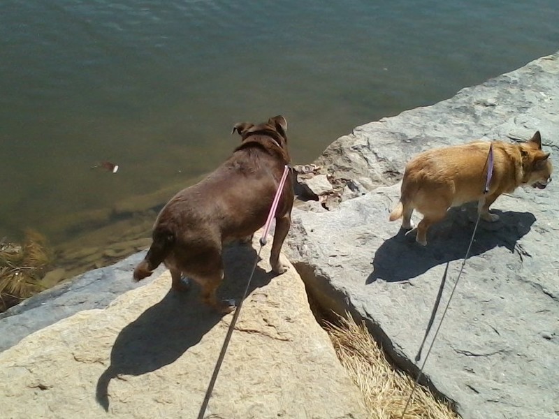 Going for walks at the duck pond with Abby
